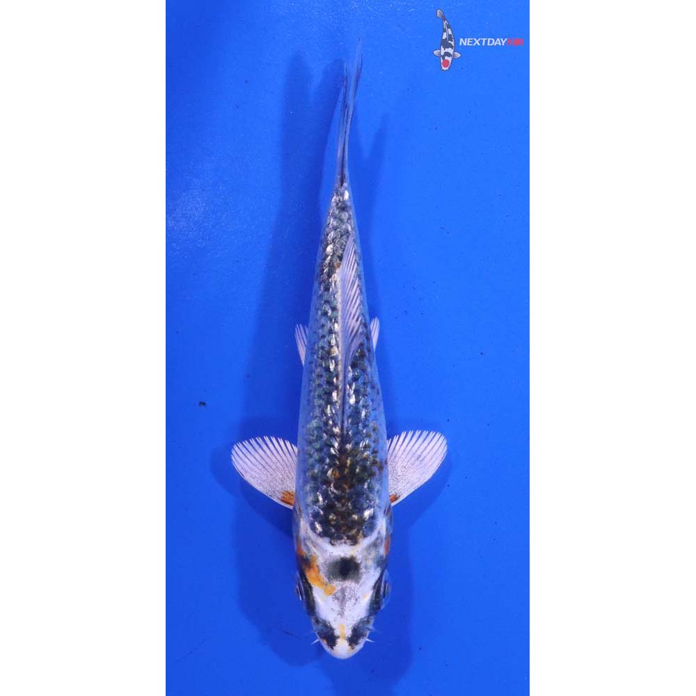 4” Imported Gin Rin Kujaku