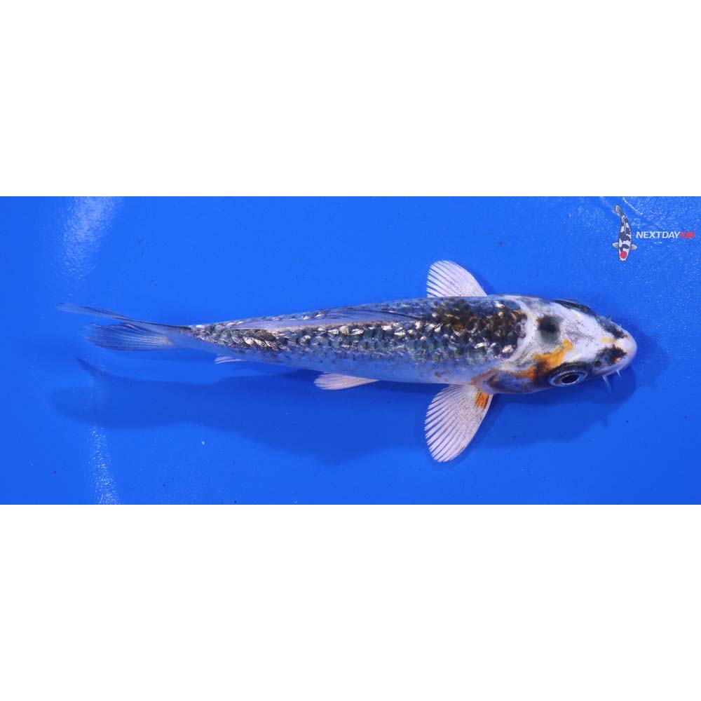 4” Imported Gin Rin Kujaku