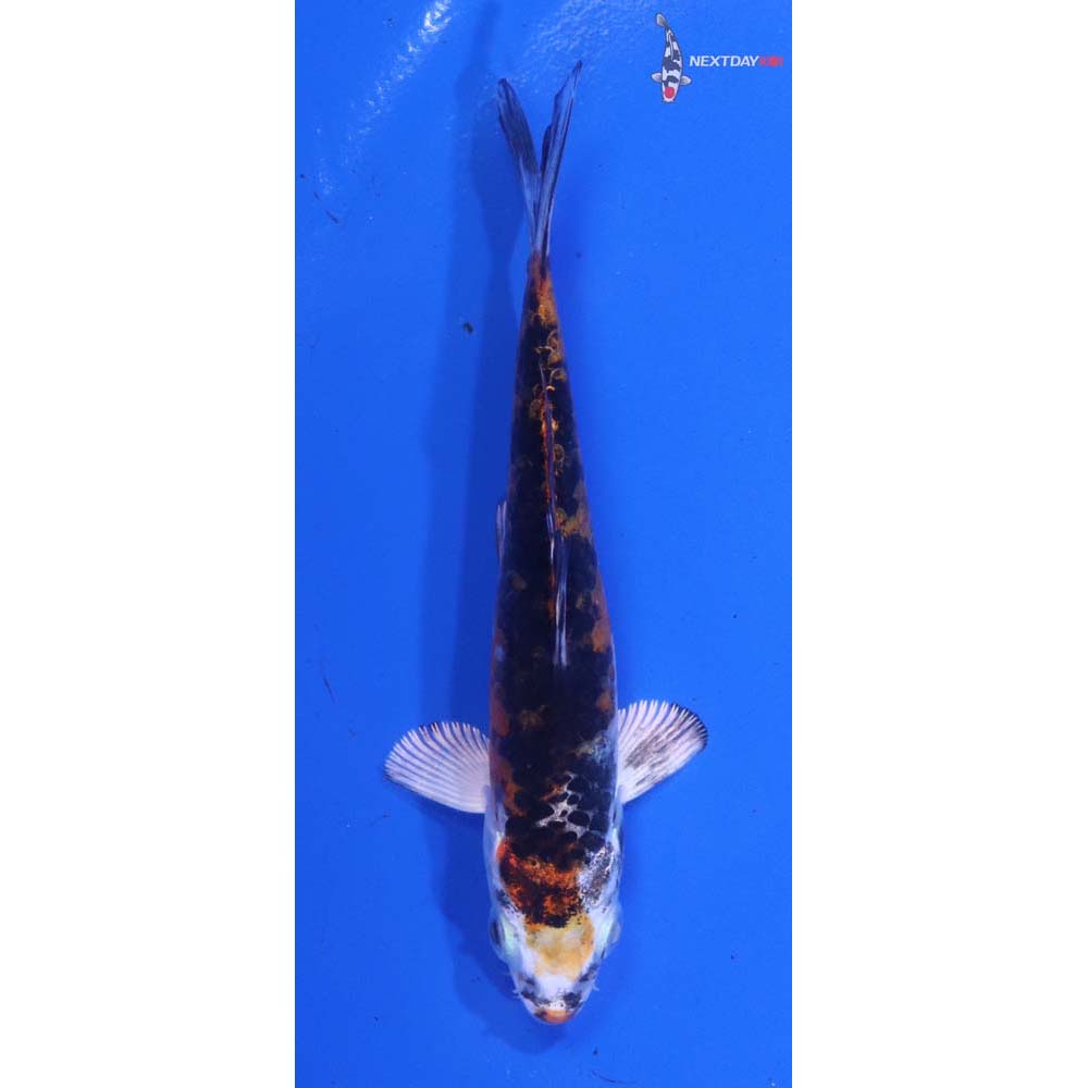 4” Imported Yamato Nishiki