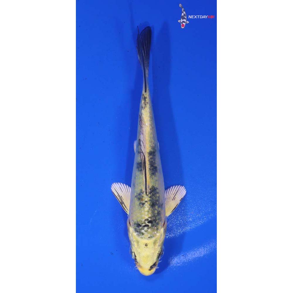 4” Imported Kin Ki Bekko