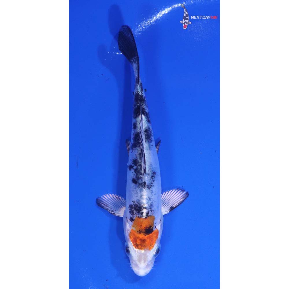 4” Imported Heisei Nishiki