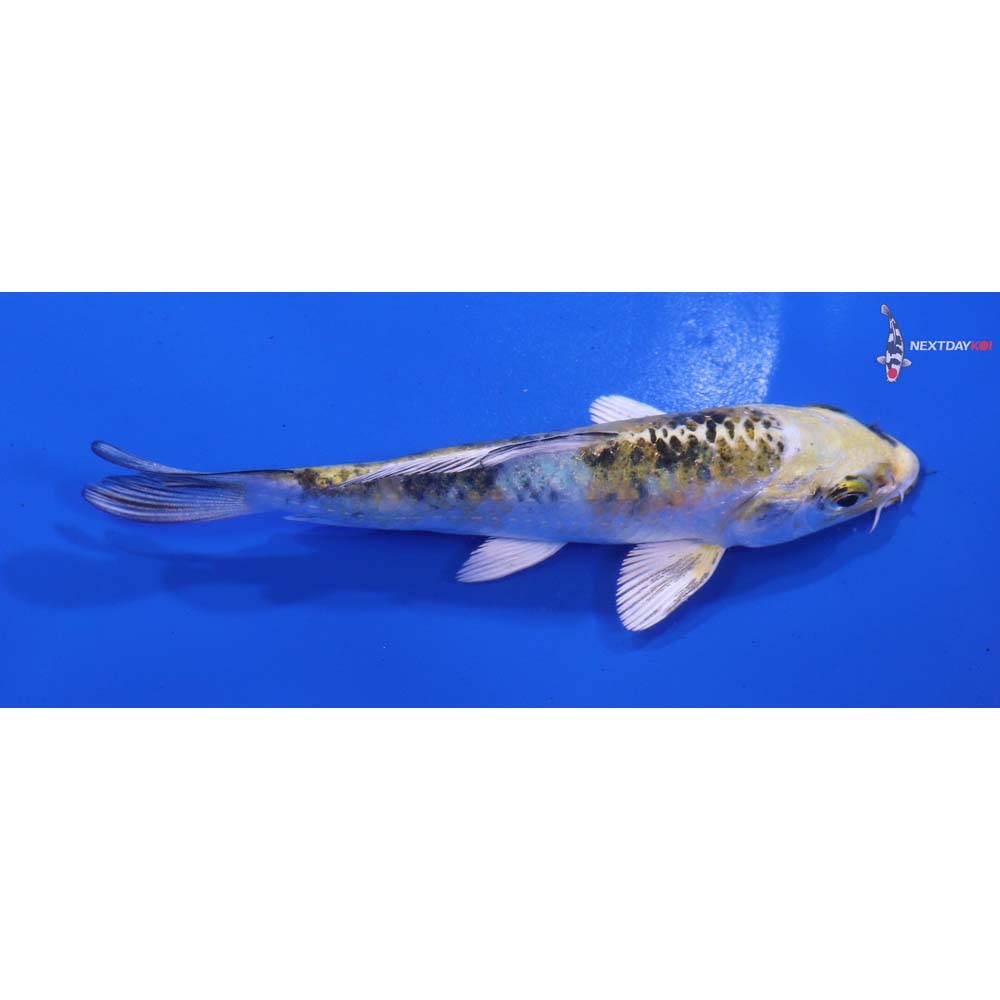 4” Imported Yamato Nishiki