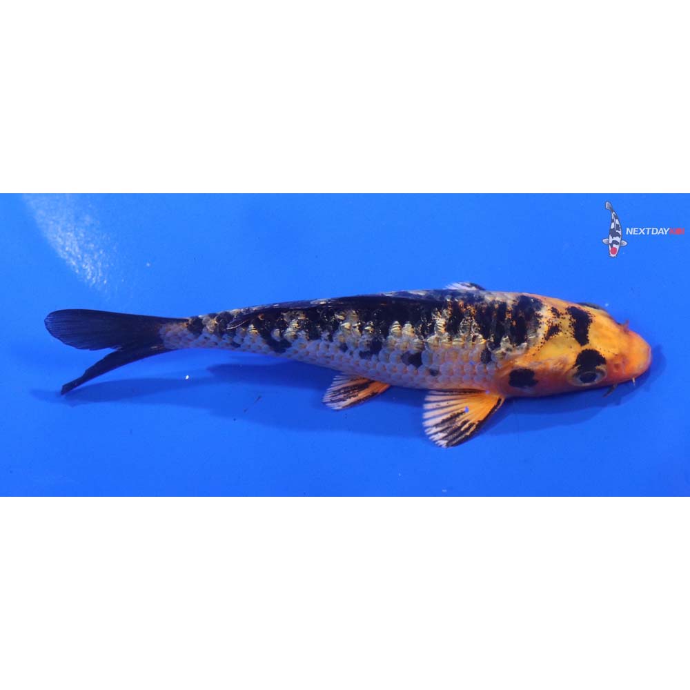 4” Imported Gin Rin Aka Bekko