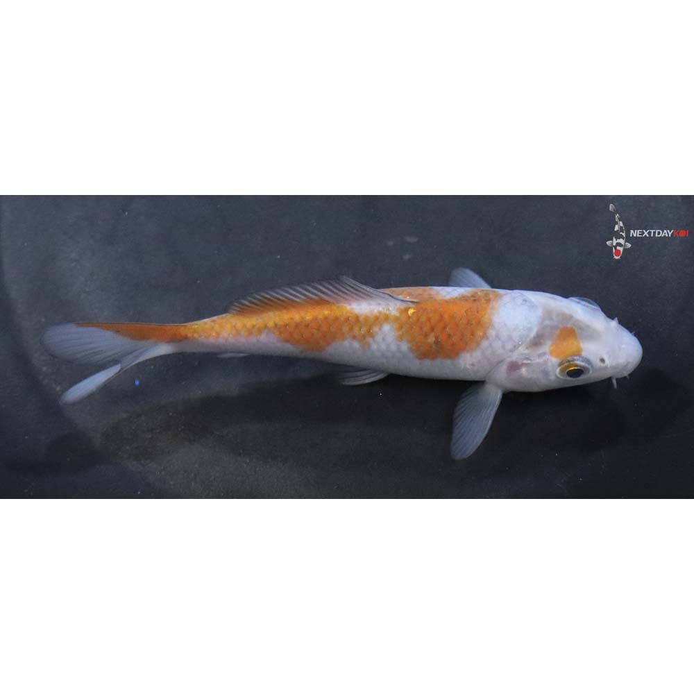 4.5” Imported Ochiba Shigure