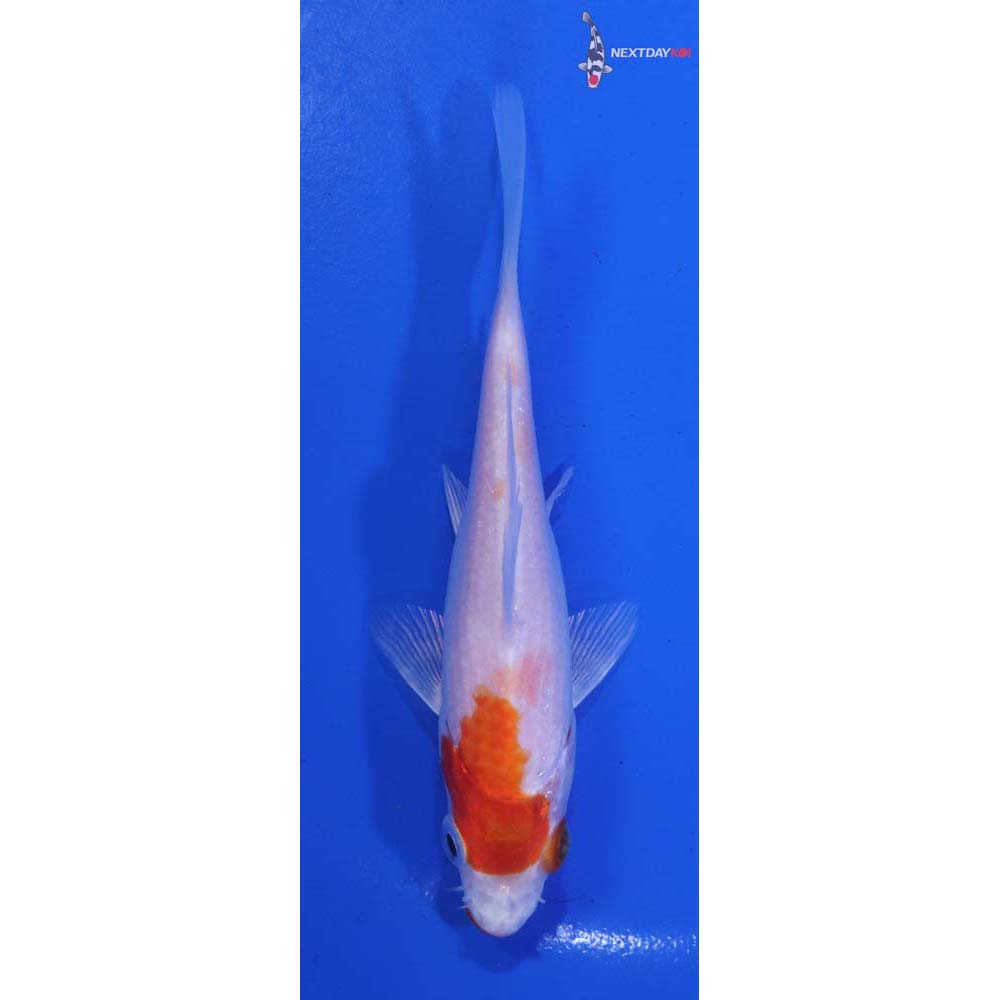 4.5” Imported Hariwake