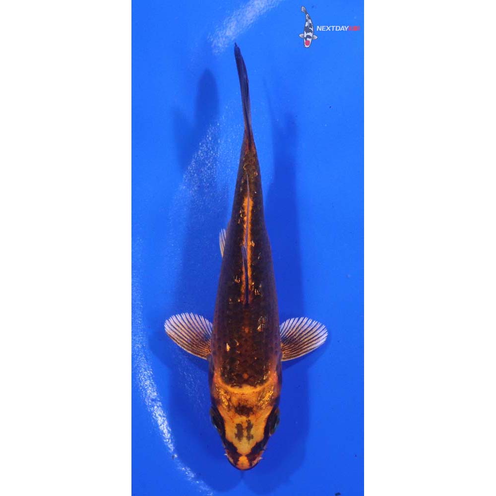 4” Imported Orenji Matsuba