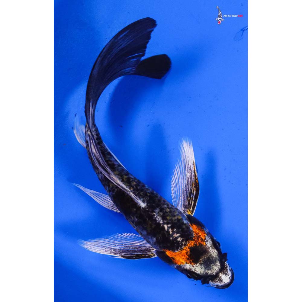 5.5” Imported Kujaku Butterfly Koi