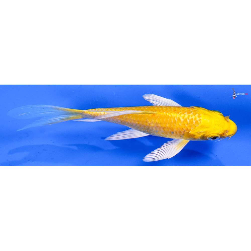 5.5” Imported Yamabuki Ogon Butterfly Koi