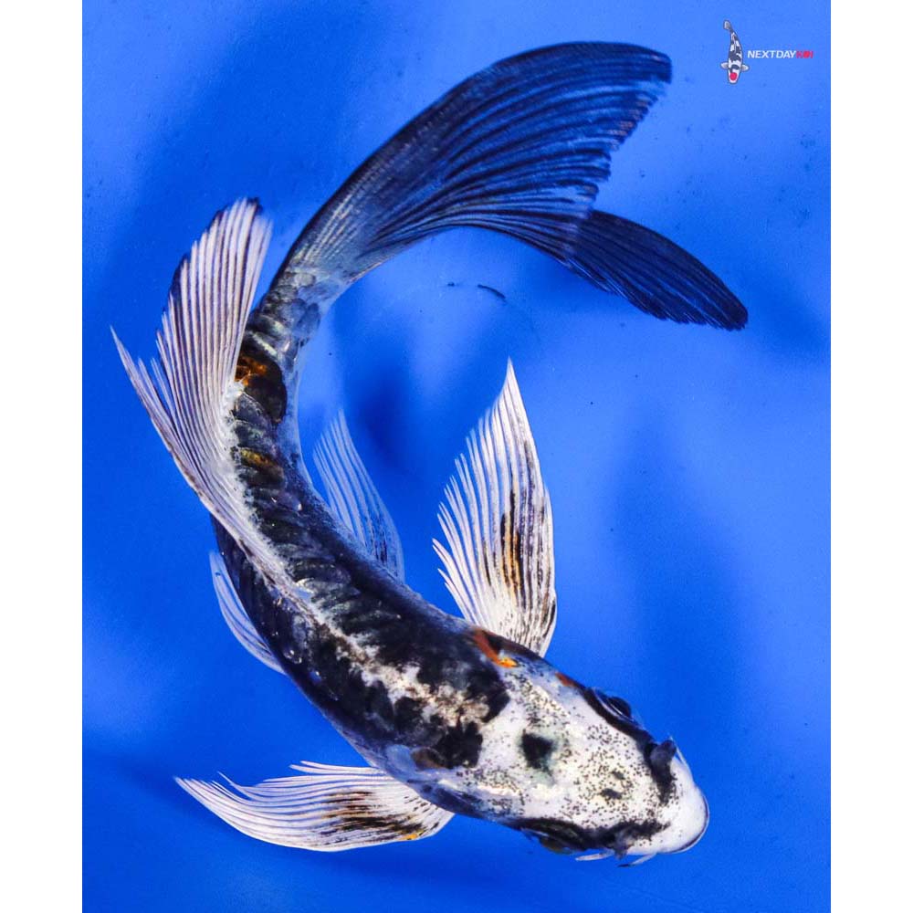 5.5” Imported Kin Kikokuryu Butterfly Koi