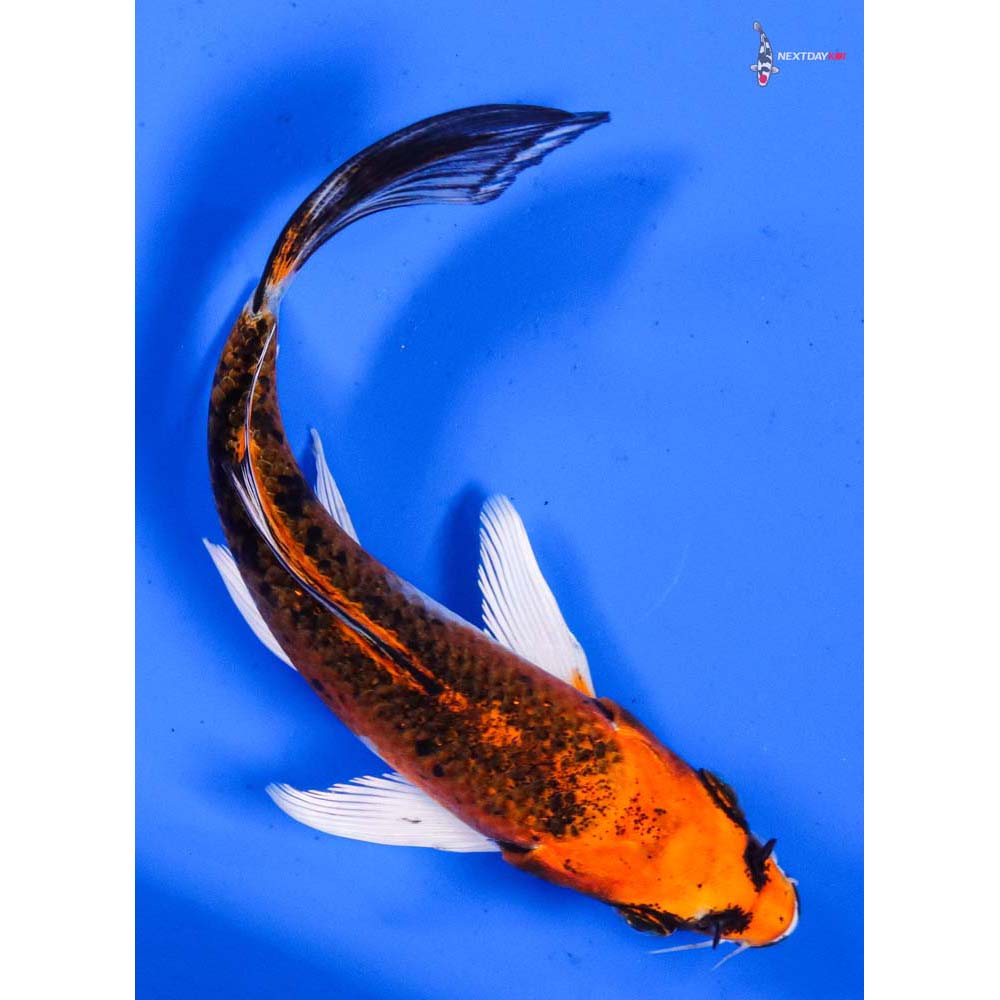 5” Imported Kujaku Butterfly Koi