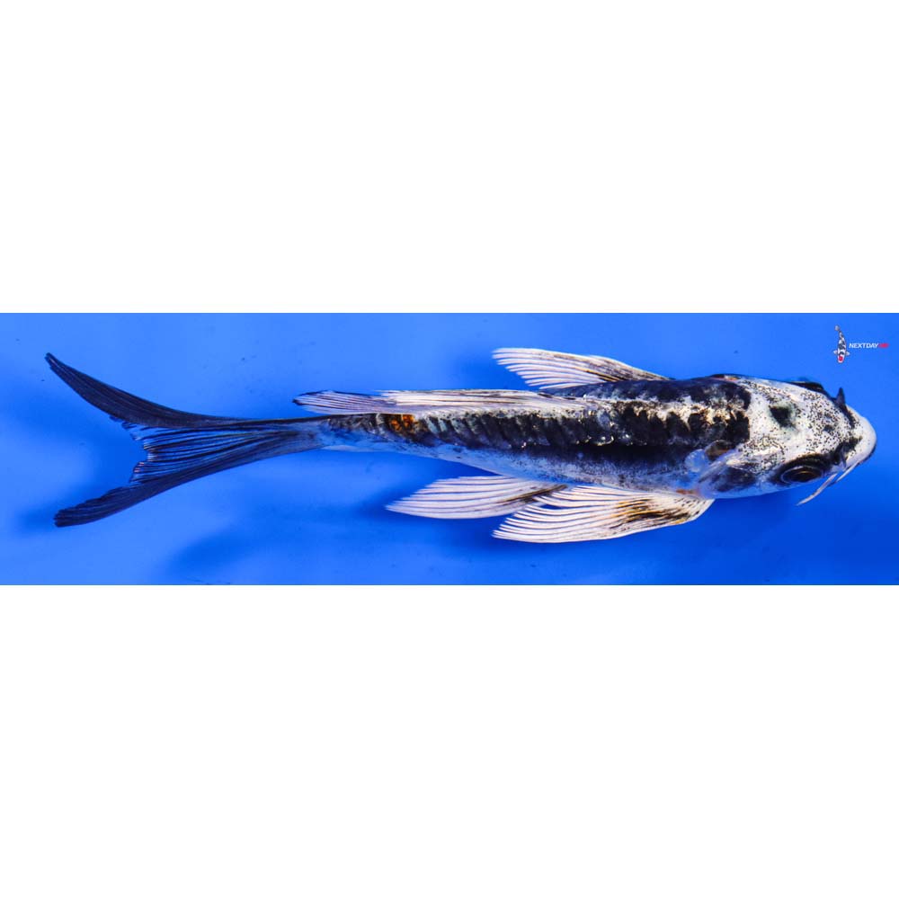 5.5” Imported Kin Kikokuryu Butterfly Koi