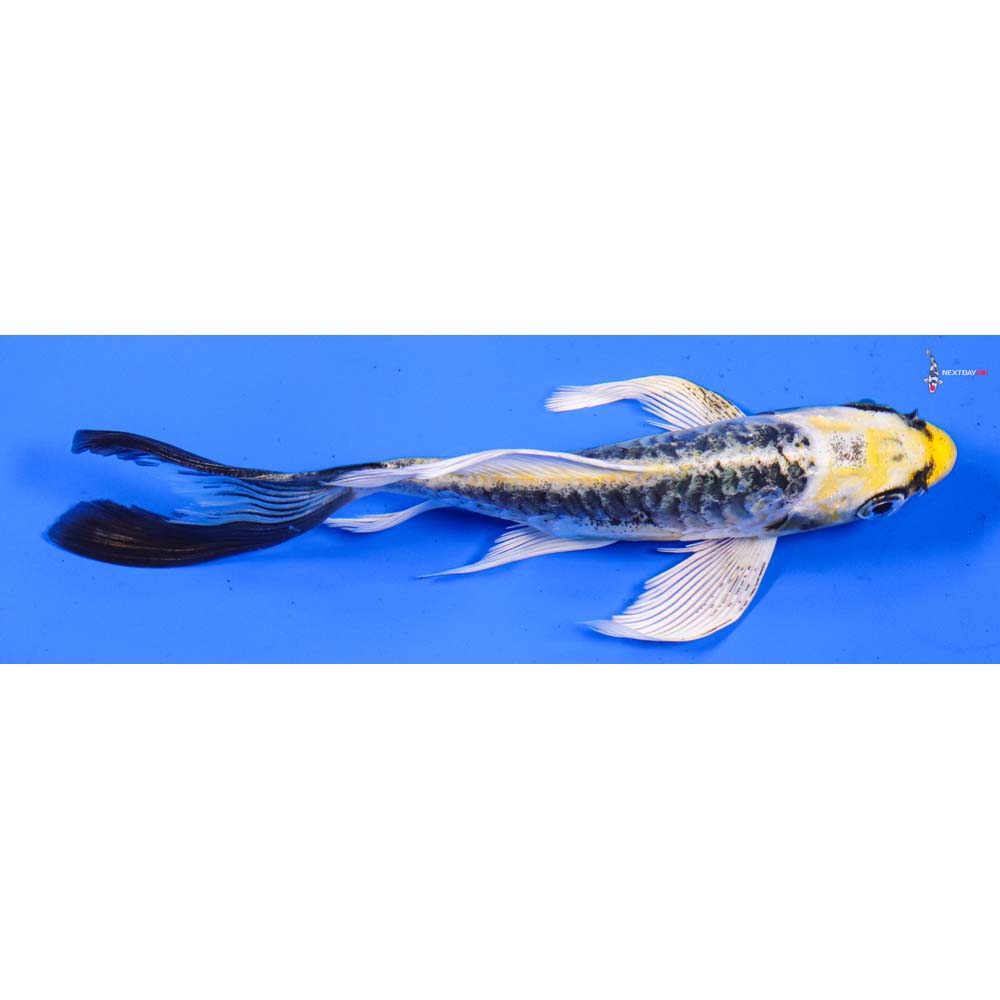 5.5” Imported Armor Scaled Kujaku Butterfly Koi
