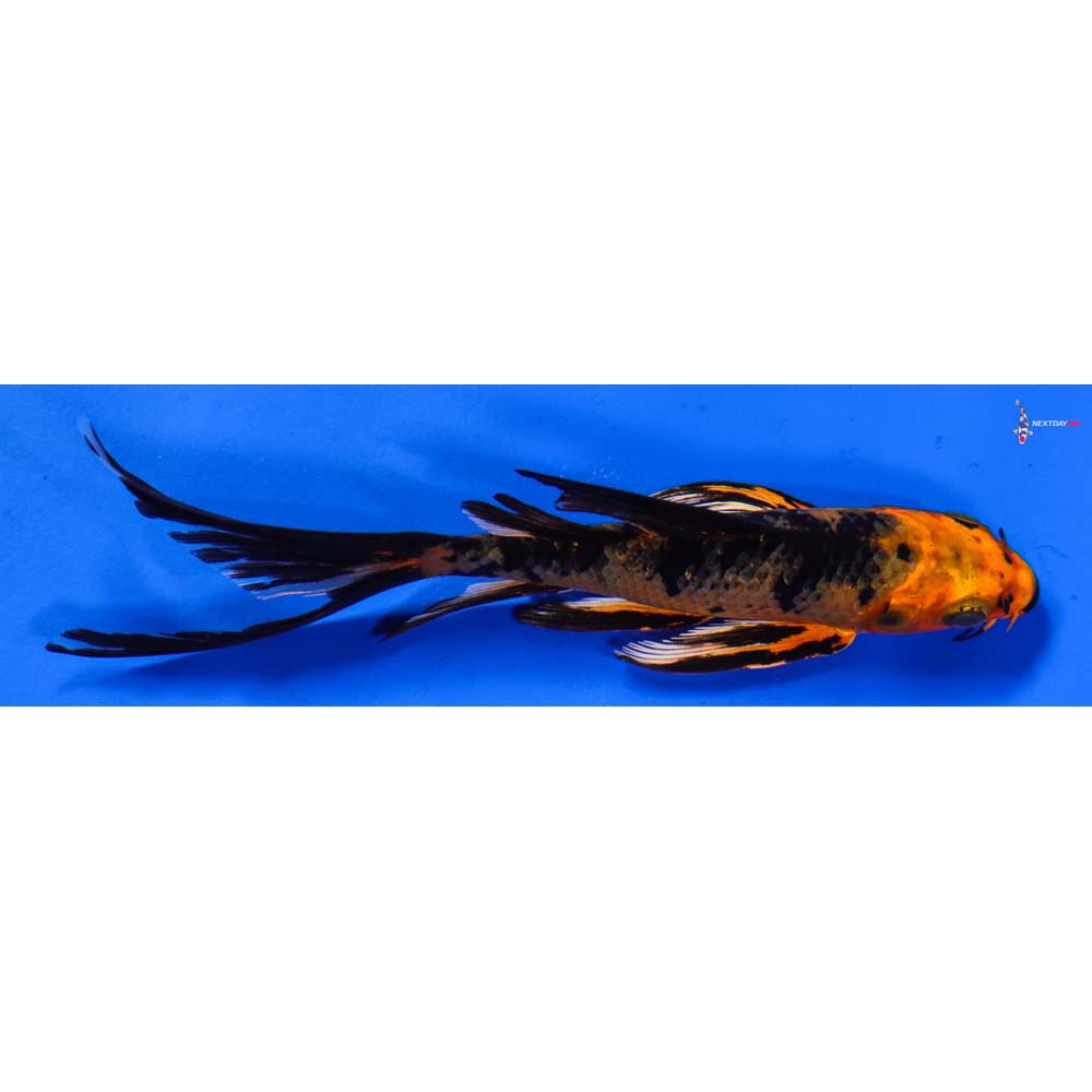 5.5” Imported Orenji Matsuba Butterfly Koi