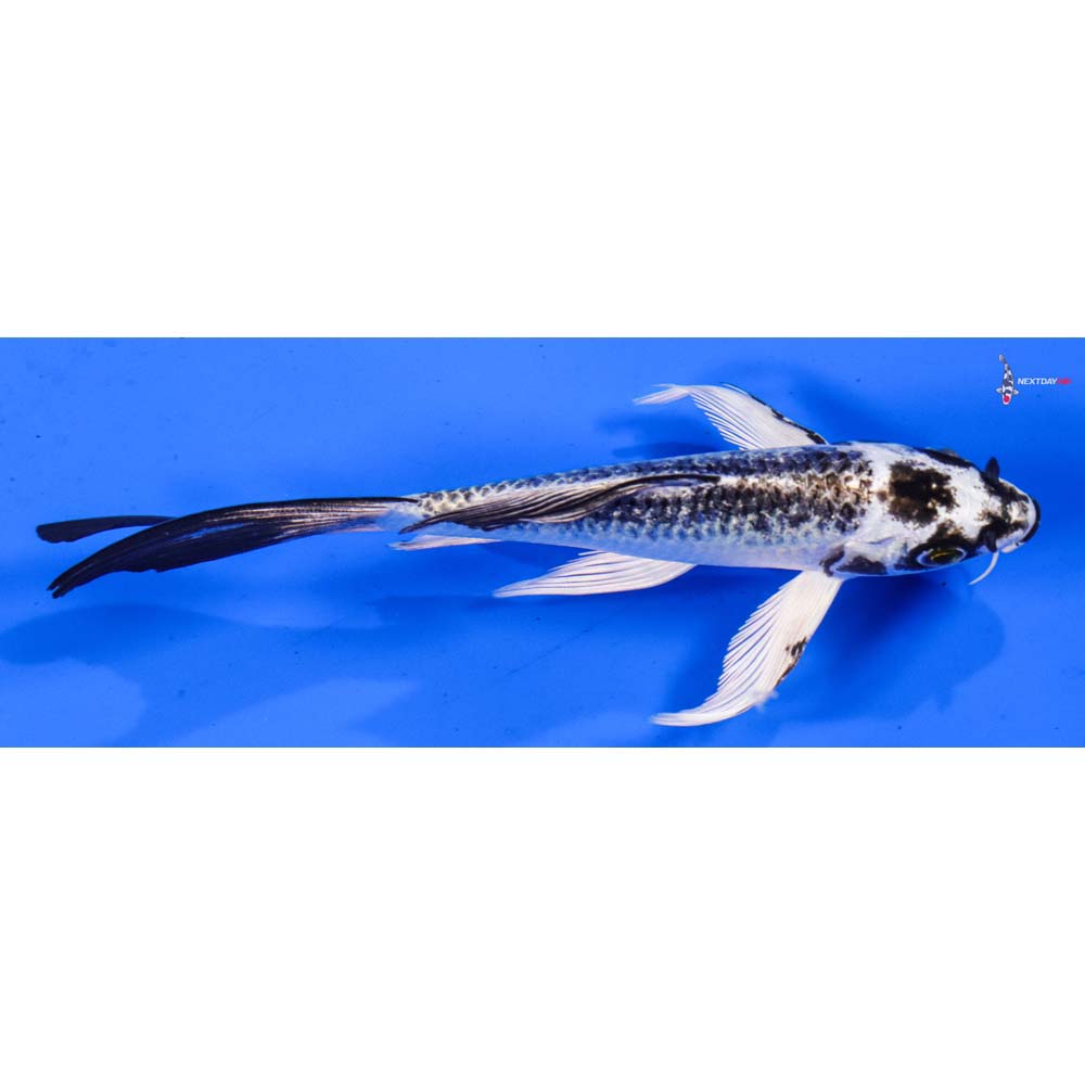 6” Imported Gin Matsuba Butterfly Koi