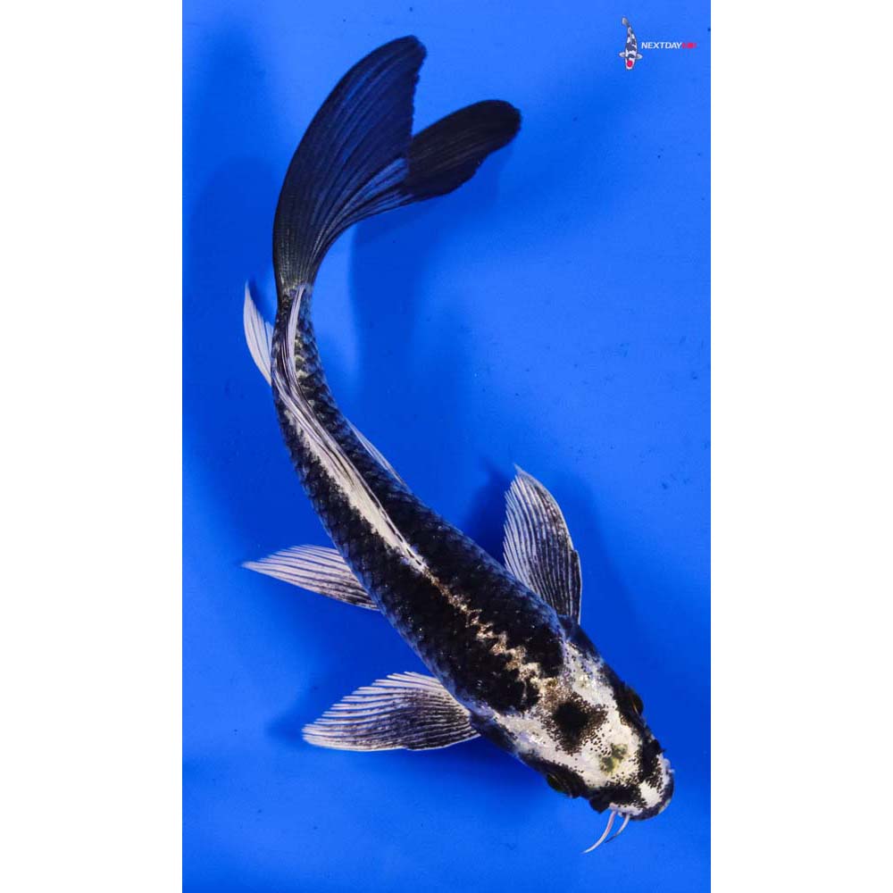 6” Imported Gin Matsuba Butterfly Koi