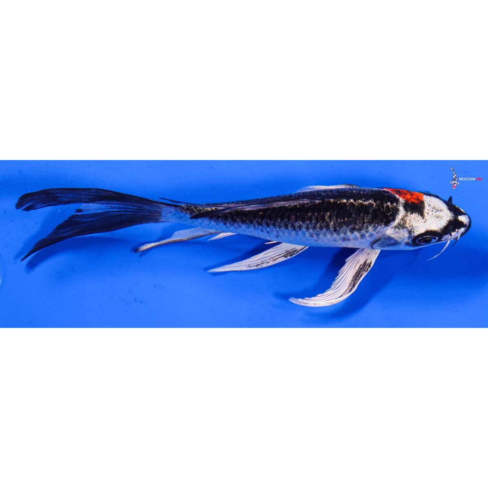 6” Imported Kujaku Butterfly Koi