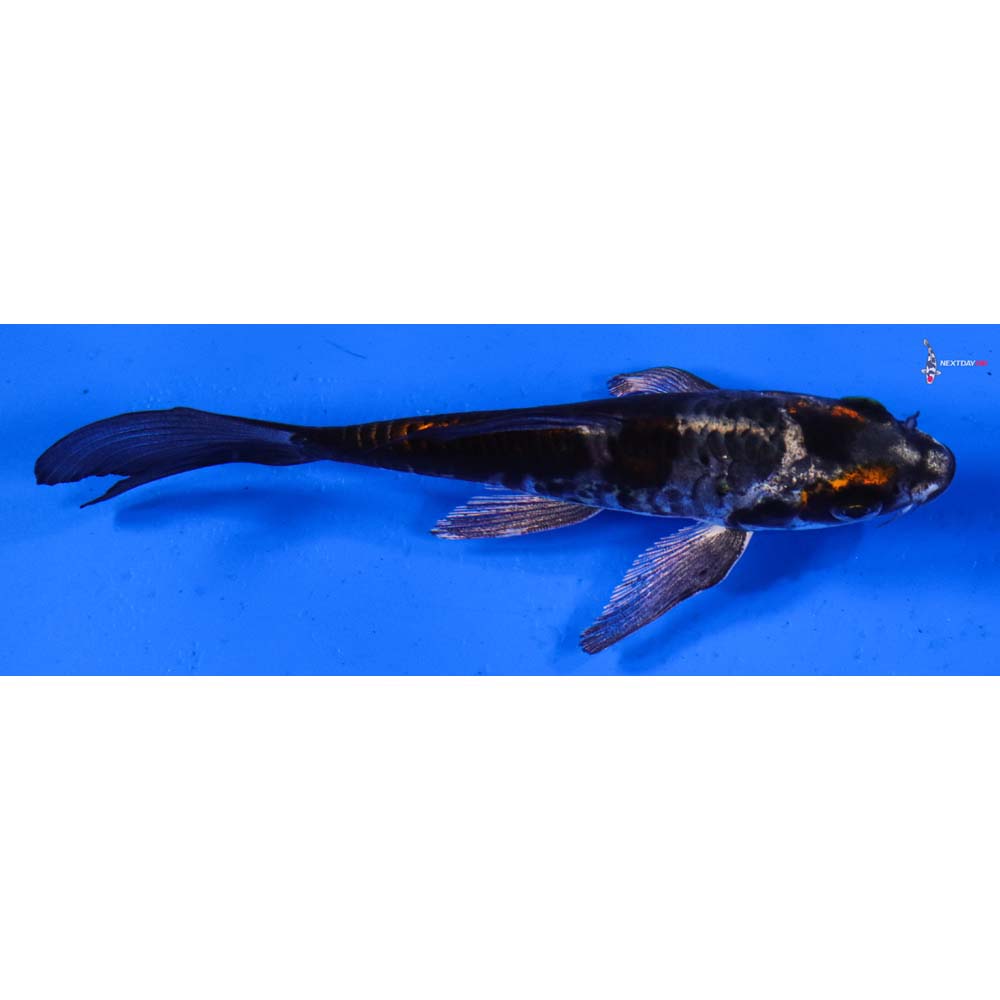 5” Imported Kin Kikokuryu Butterfly Koi