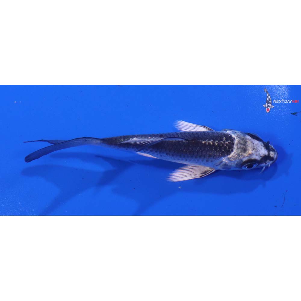 3.5” Imported Kujaku Butterfly Koi