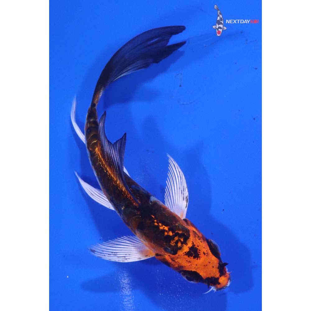 4” Imported Kin Kikokuryu Butterfly Koi