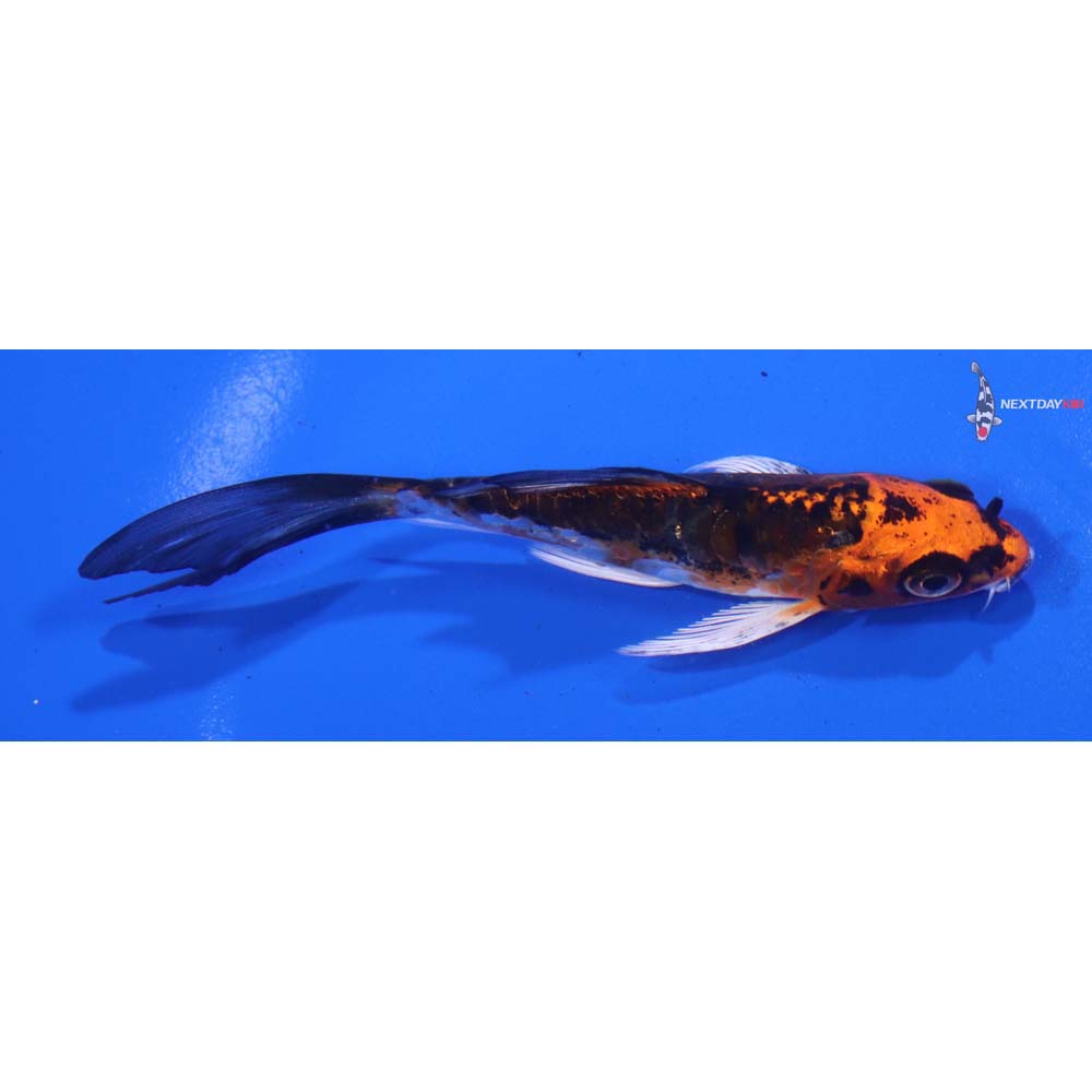 4” Imported Kin Kikokuryu Butterfly Koi