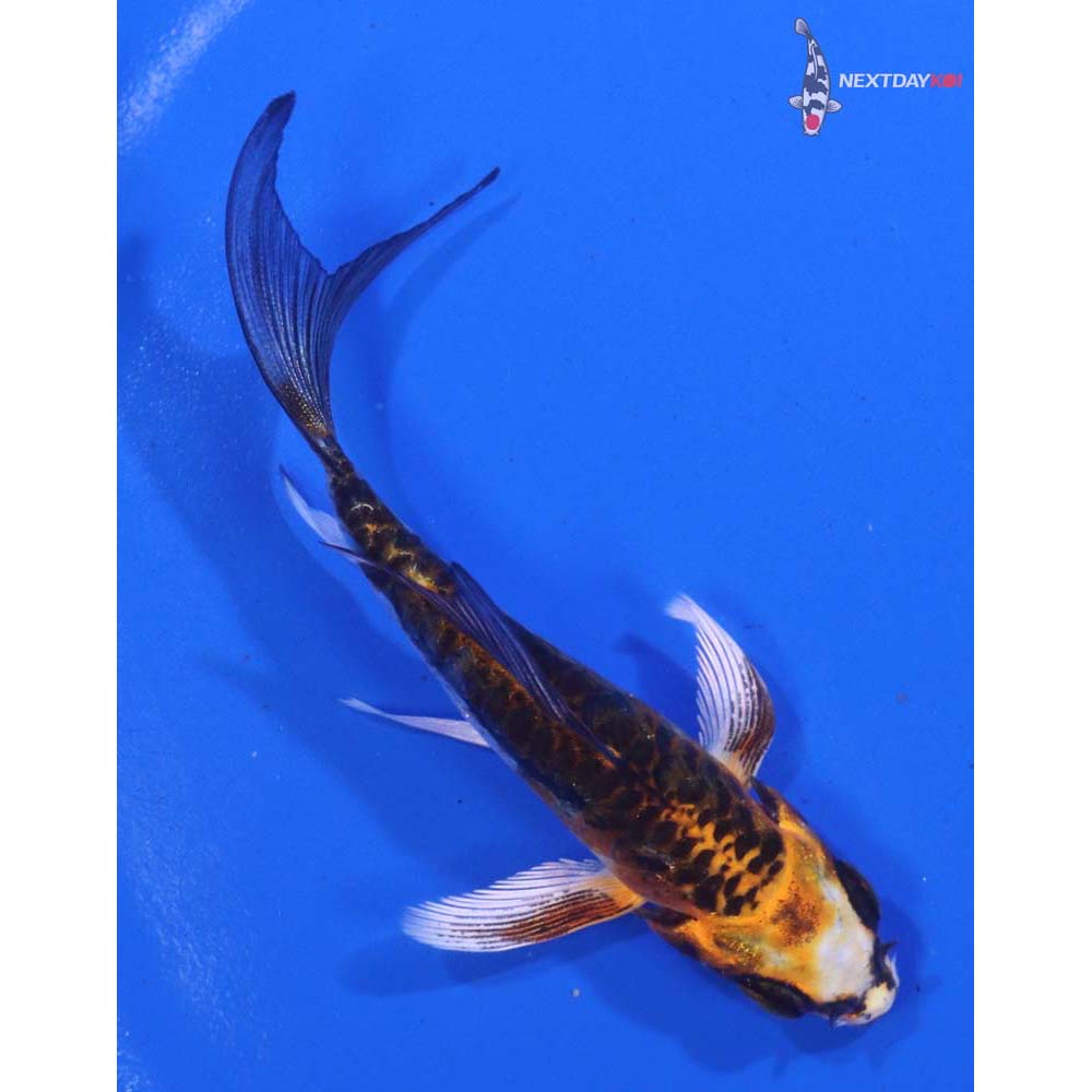 4” Imported Kin Kikokuryu Butterfly Koi