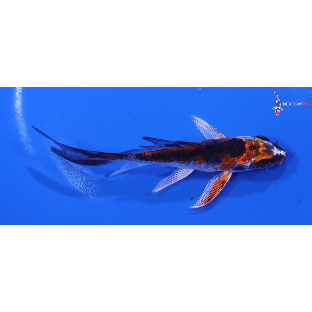 4” Imported Armor Scaled Kujaku Butterfly Koi