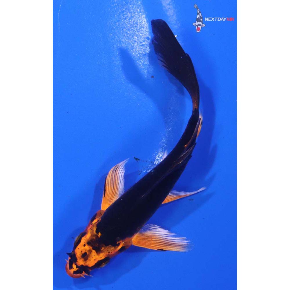 4” Imported Kin Aka Bekko Butterfly Koi