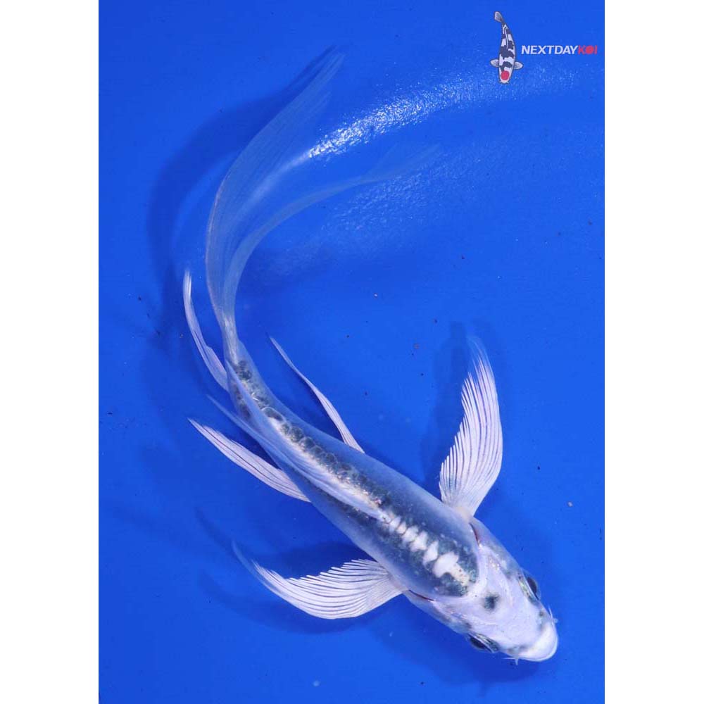 4” Imported Doitsu Gin Matsuba Butterfly Koi