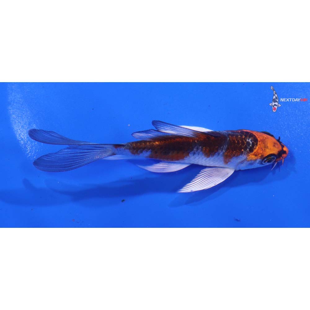 4” Imported Kujaku Butterfly Koi