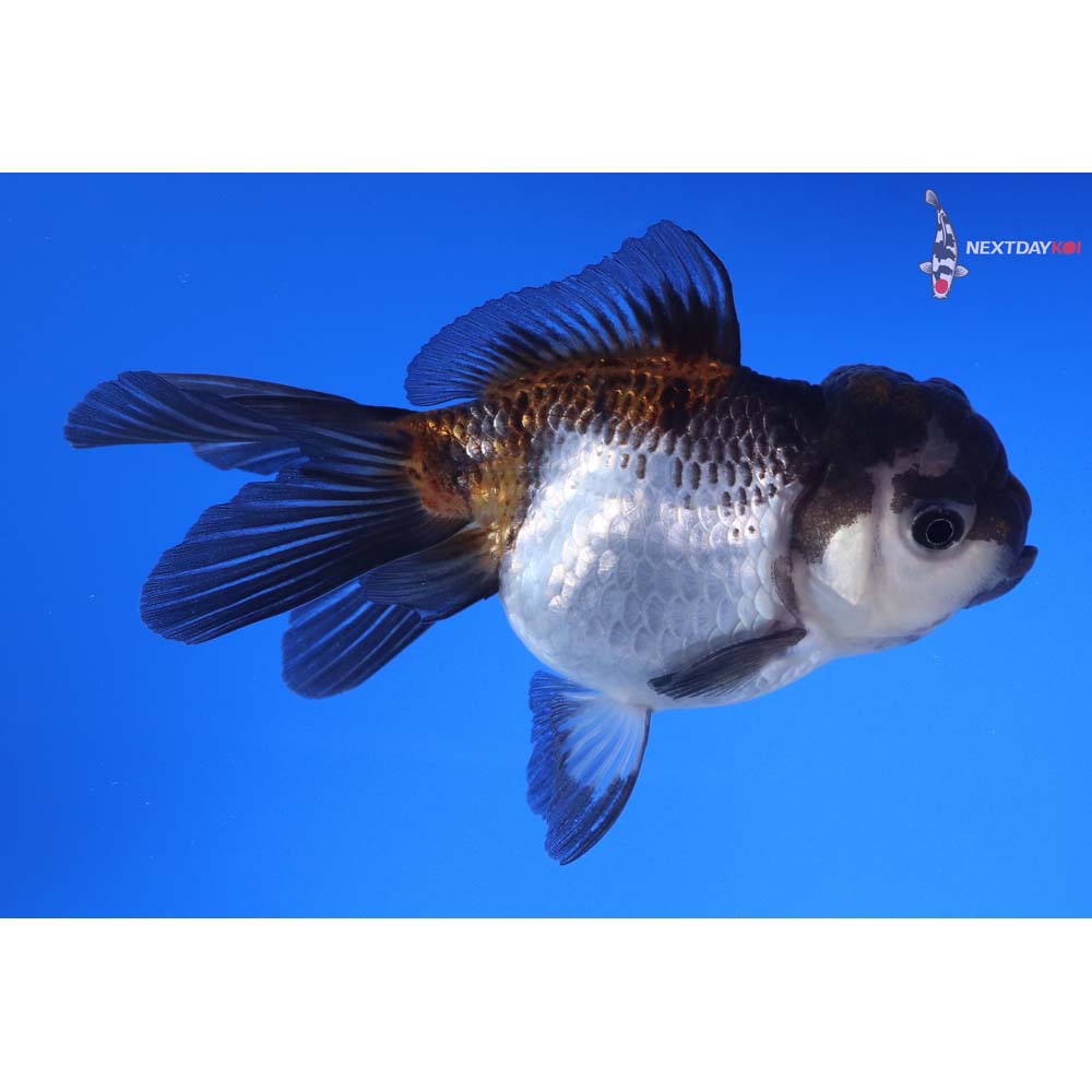 4.5” Imported Male Tri Color Panda Oranda