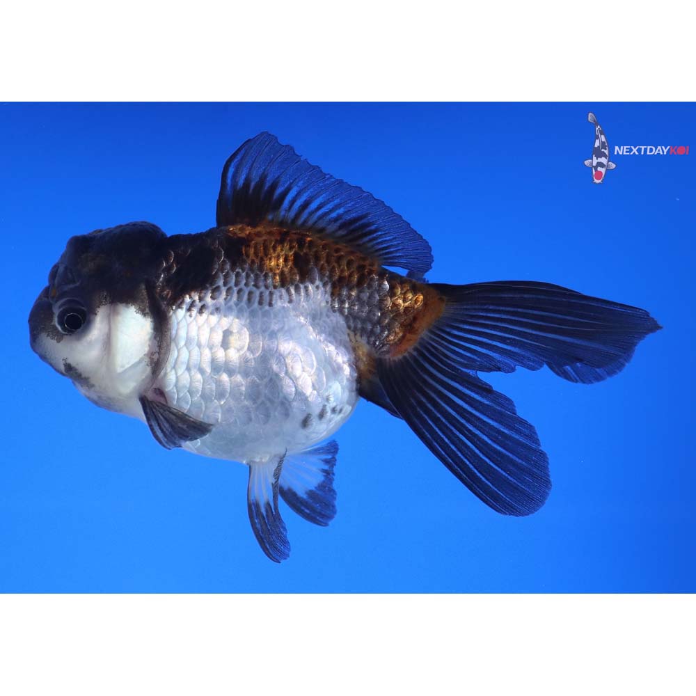 4.5” Imported Male Tri Color Panda Oranda