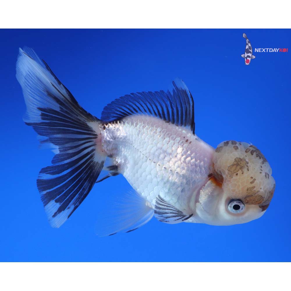 4.5” Imported Tri Color Panda Oranda