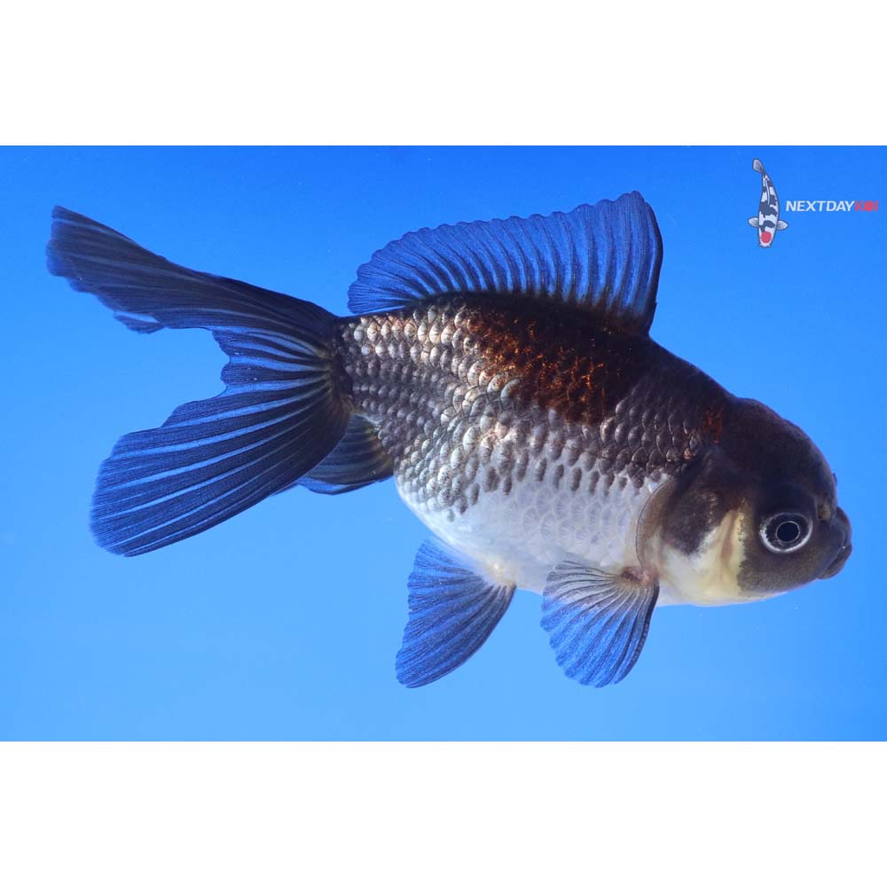 4.5” Imported Male Tri Color Panda Oranda