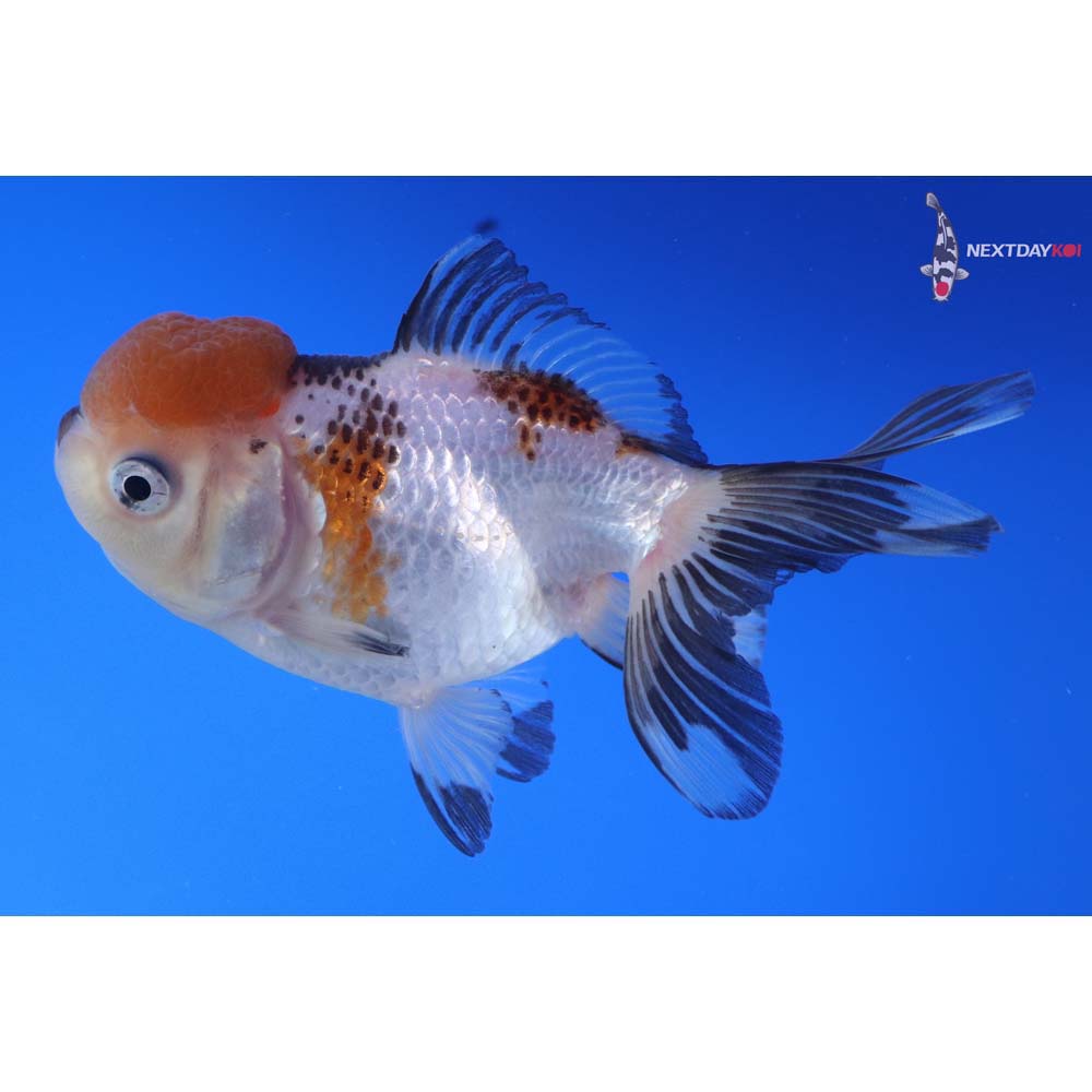 4.5” Imported Tri Color Panda Oranda