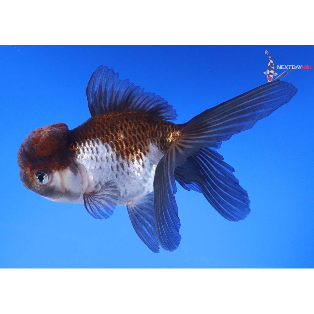 5” Imported Tri Color Panda Oranda