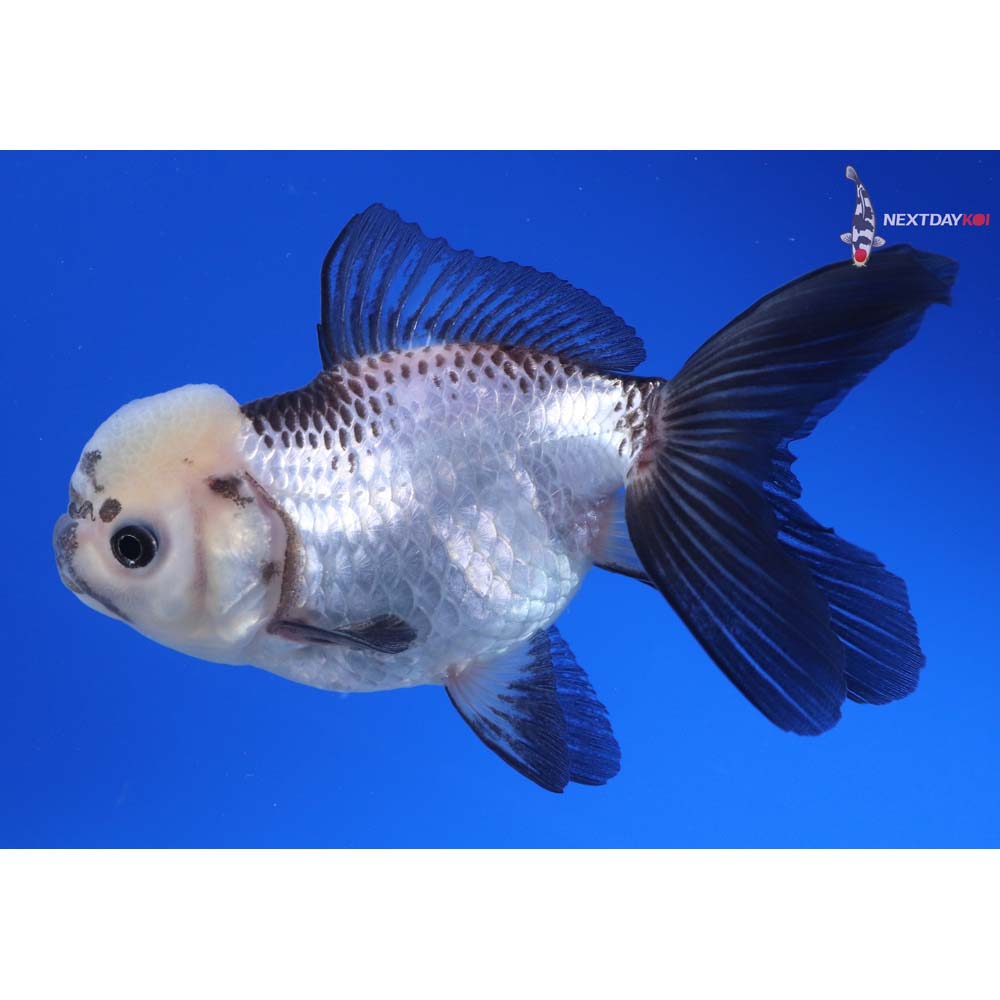 5” Imported Tri Color Panda Oranda