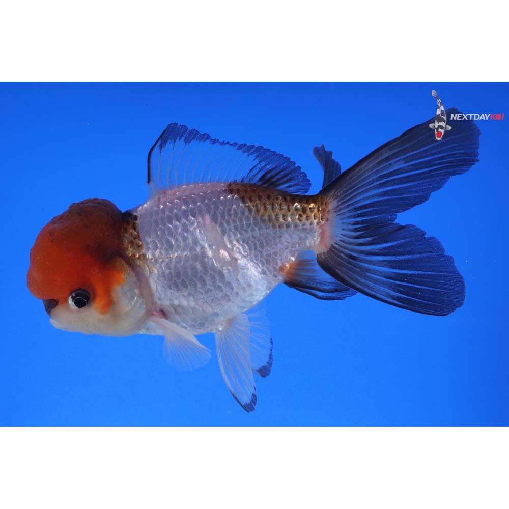 5” Imported Male Tri Color Panda Oranda