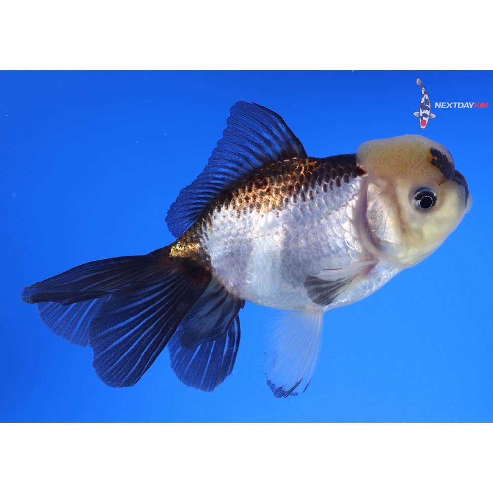 5” Imported Tri Color Panda Oranda