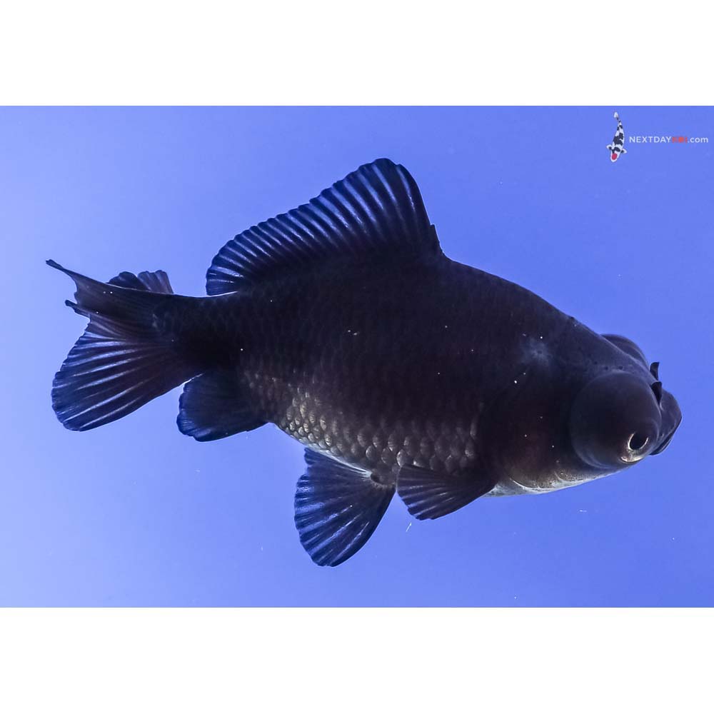 2.5” Imported Black Moor