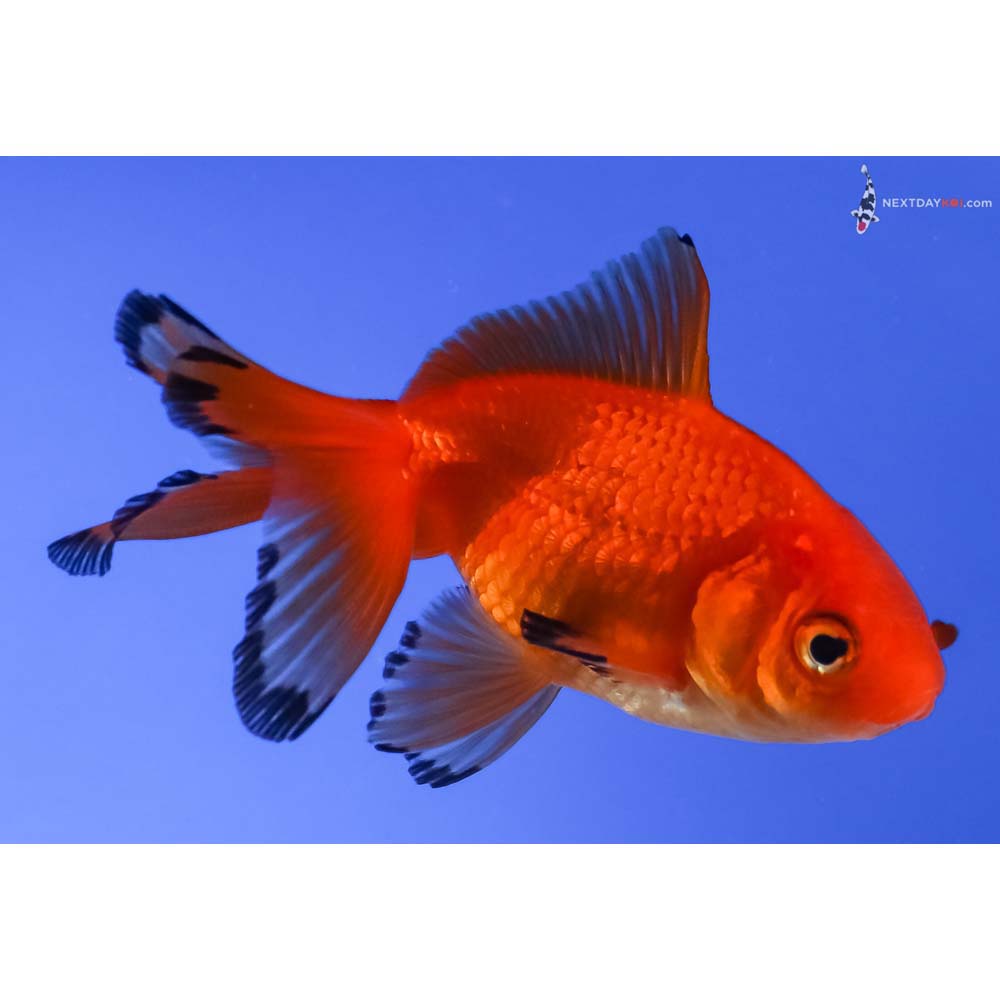 3.5” Imported Male Red Fantail