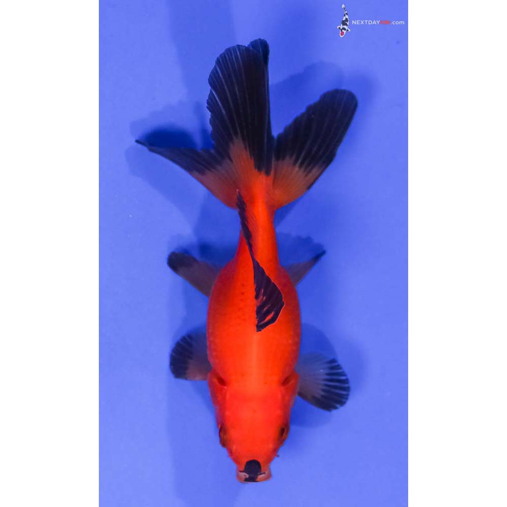 3.5” Imported Male Red and Black Fantail