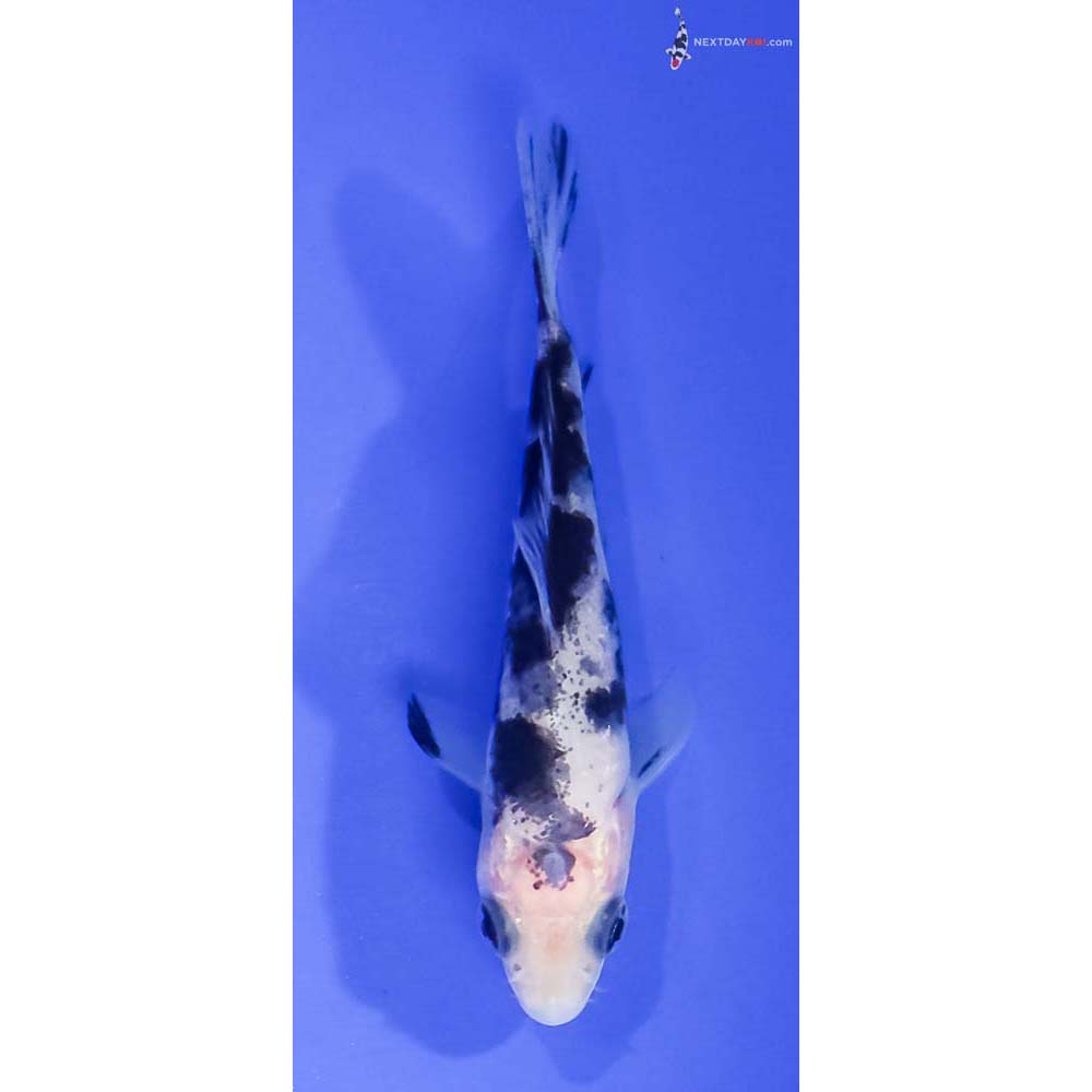 3” Imported Shiro Bekko