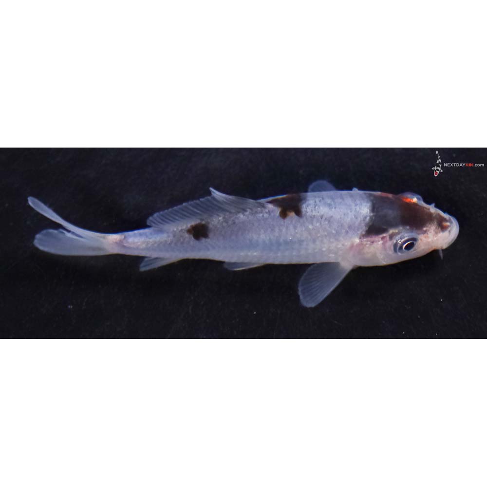 3” Imported Ochiba Shigure