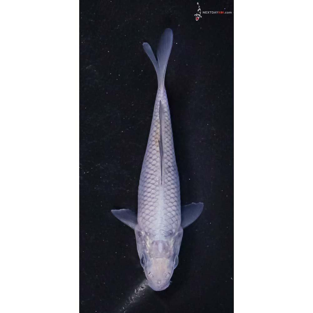 3.5” Imported Soragoi