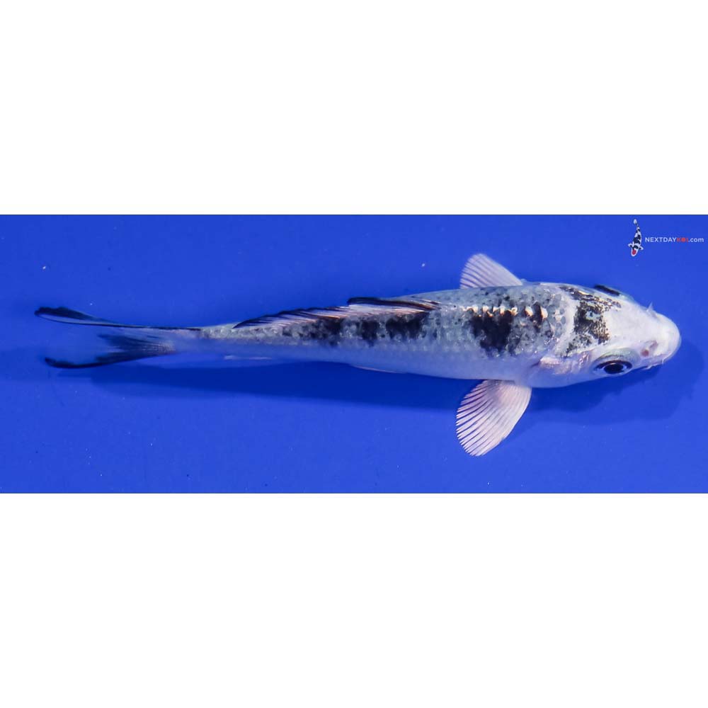 3.5” Imported Gin Shiro Bekko