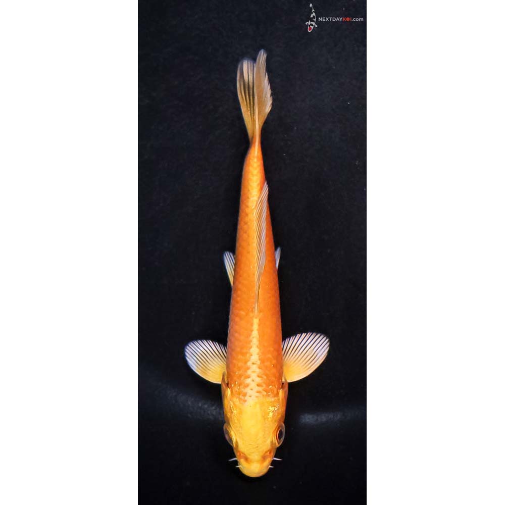 4” Imported Yamabuki Ogon