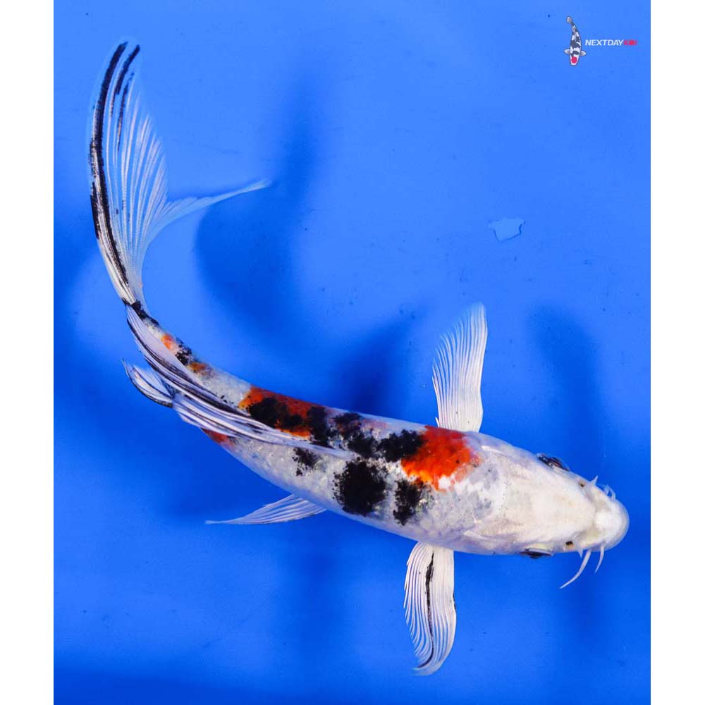 6” Imported Yamato Nishiki Butterfly Koi