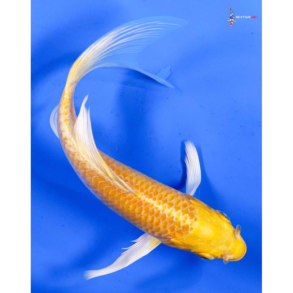6” Imported Yamabuki Ogon Butterfly Koi