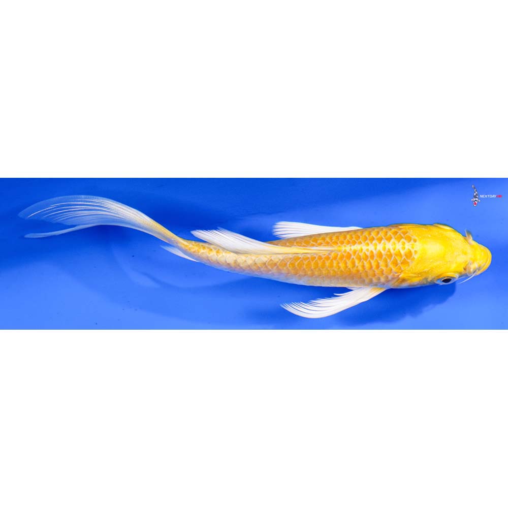 6” Imported Yamabuki Ogon Butterfly Koi