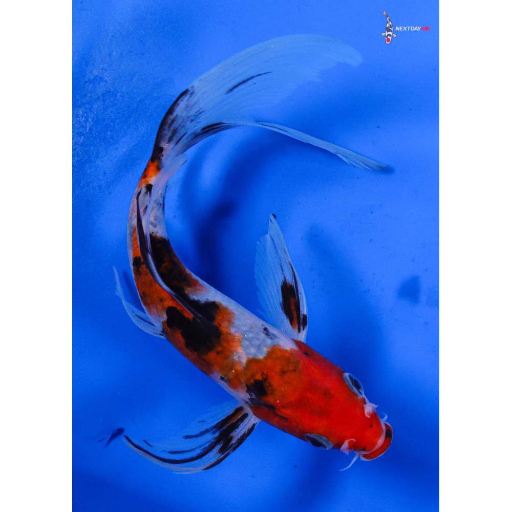 6” Imported Sanke Butterfly Koi